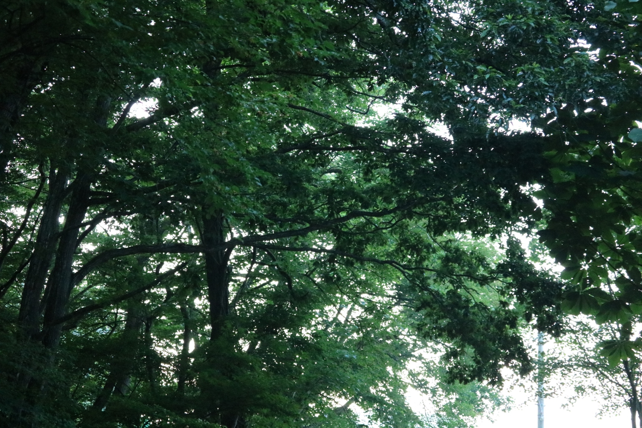 LINE_ALBUM_野尻湖合宿_240813_410