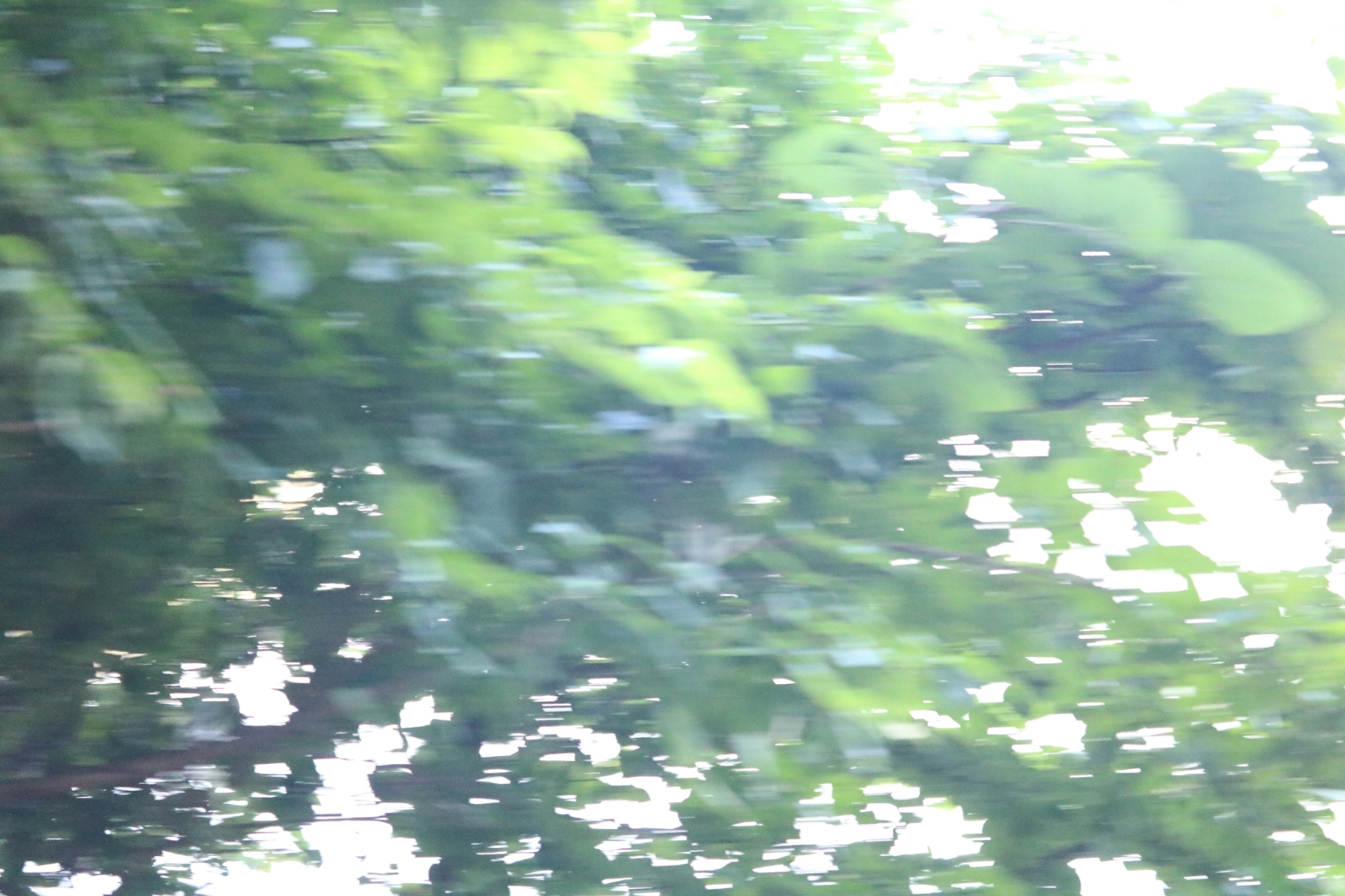 LINE_ALBUM_野尻湖合宿_240813_450