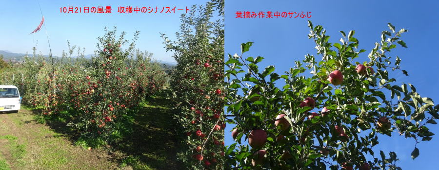 長野県飯綱町三水丸山農園